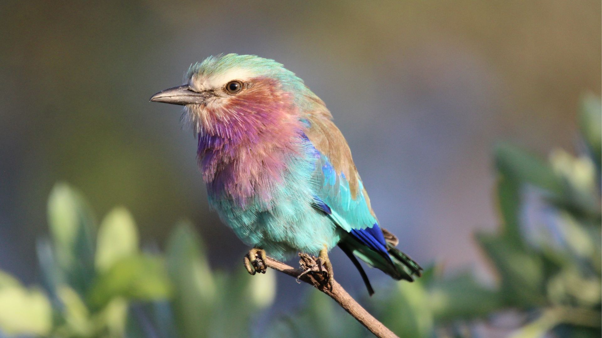 Vlakvarkfling - Lilac-breasted roller