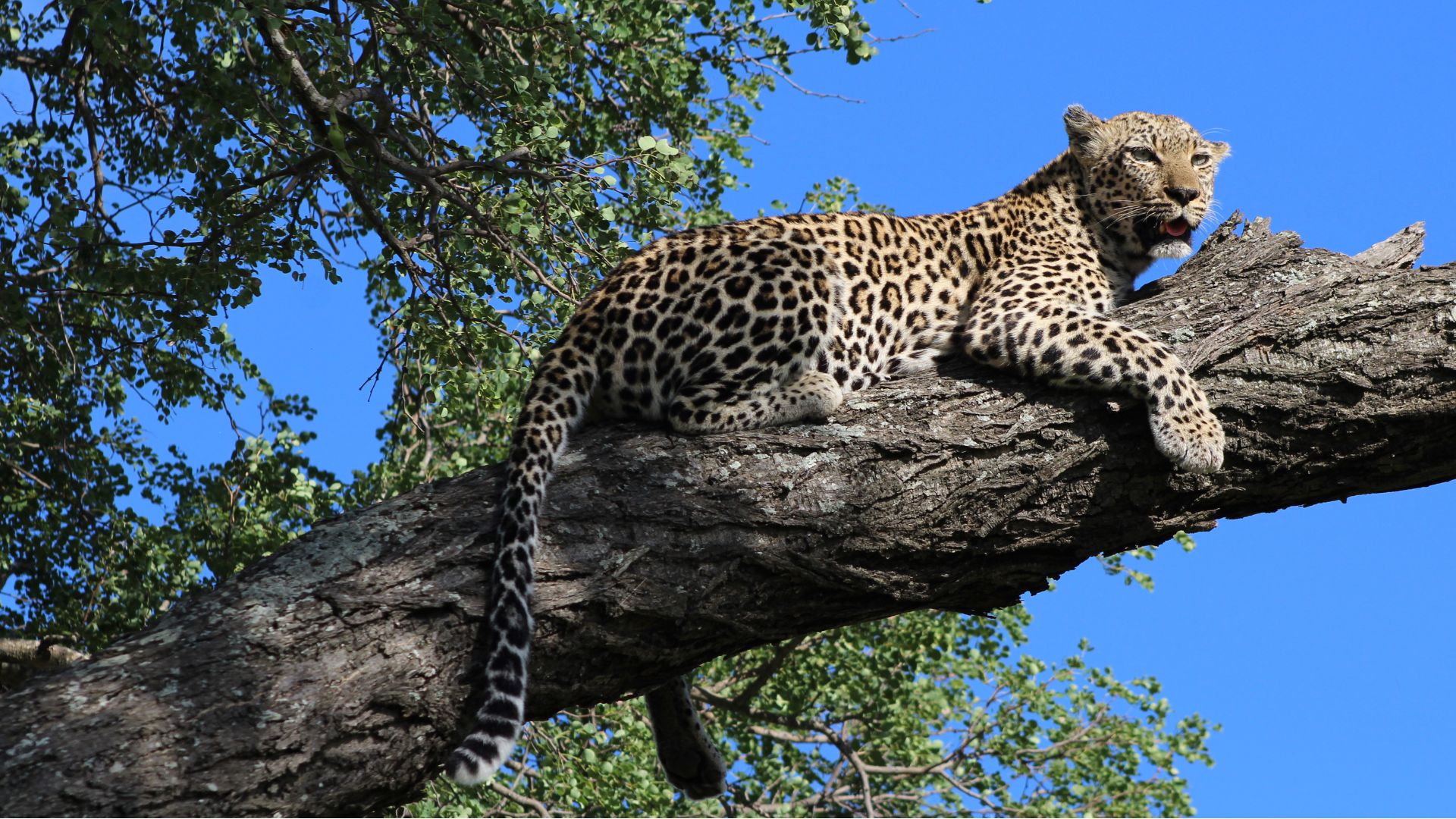 Vlakvarkfling - leopard in a tree