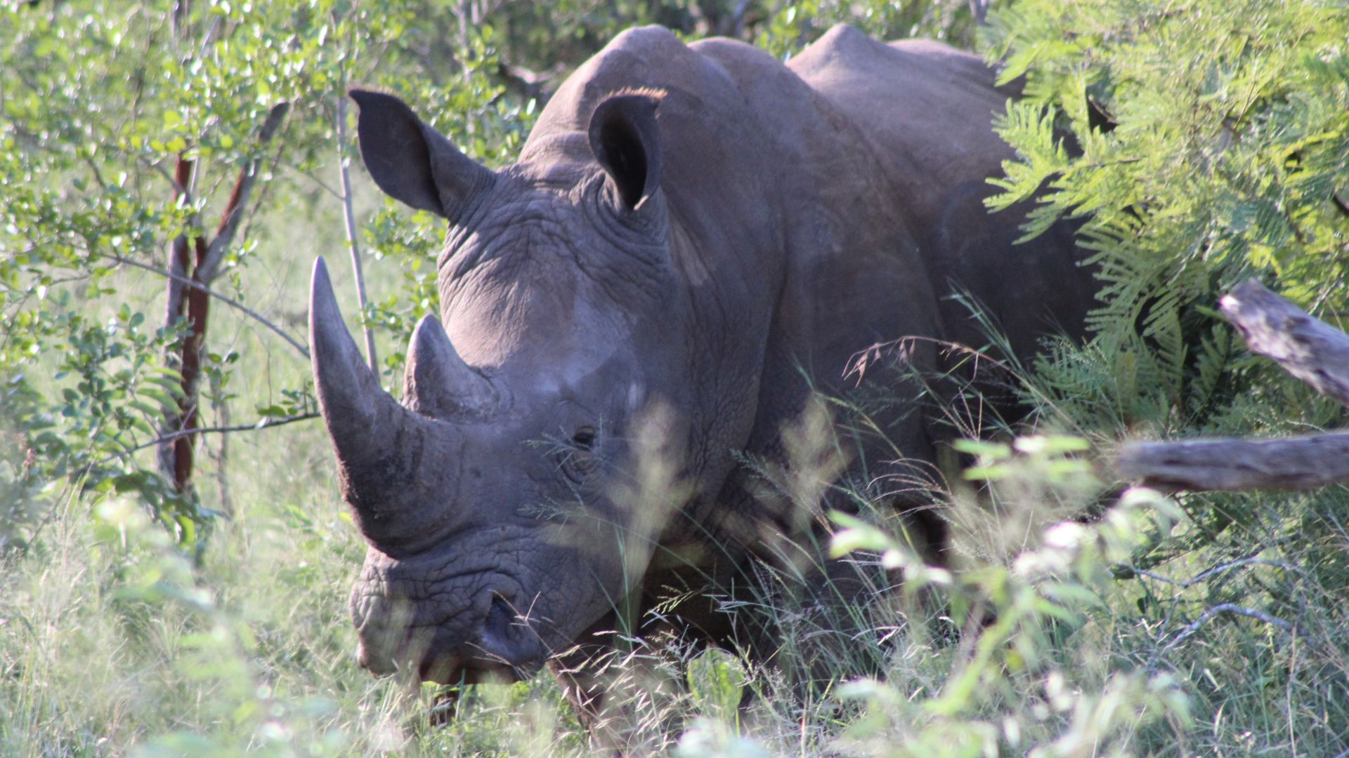 Vlakvarkfling - white rhino