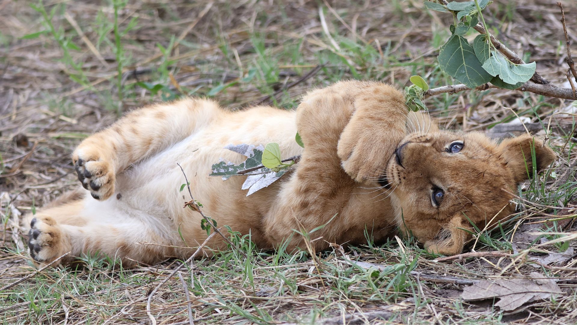 Vlakvarkfling - lion cub