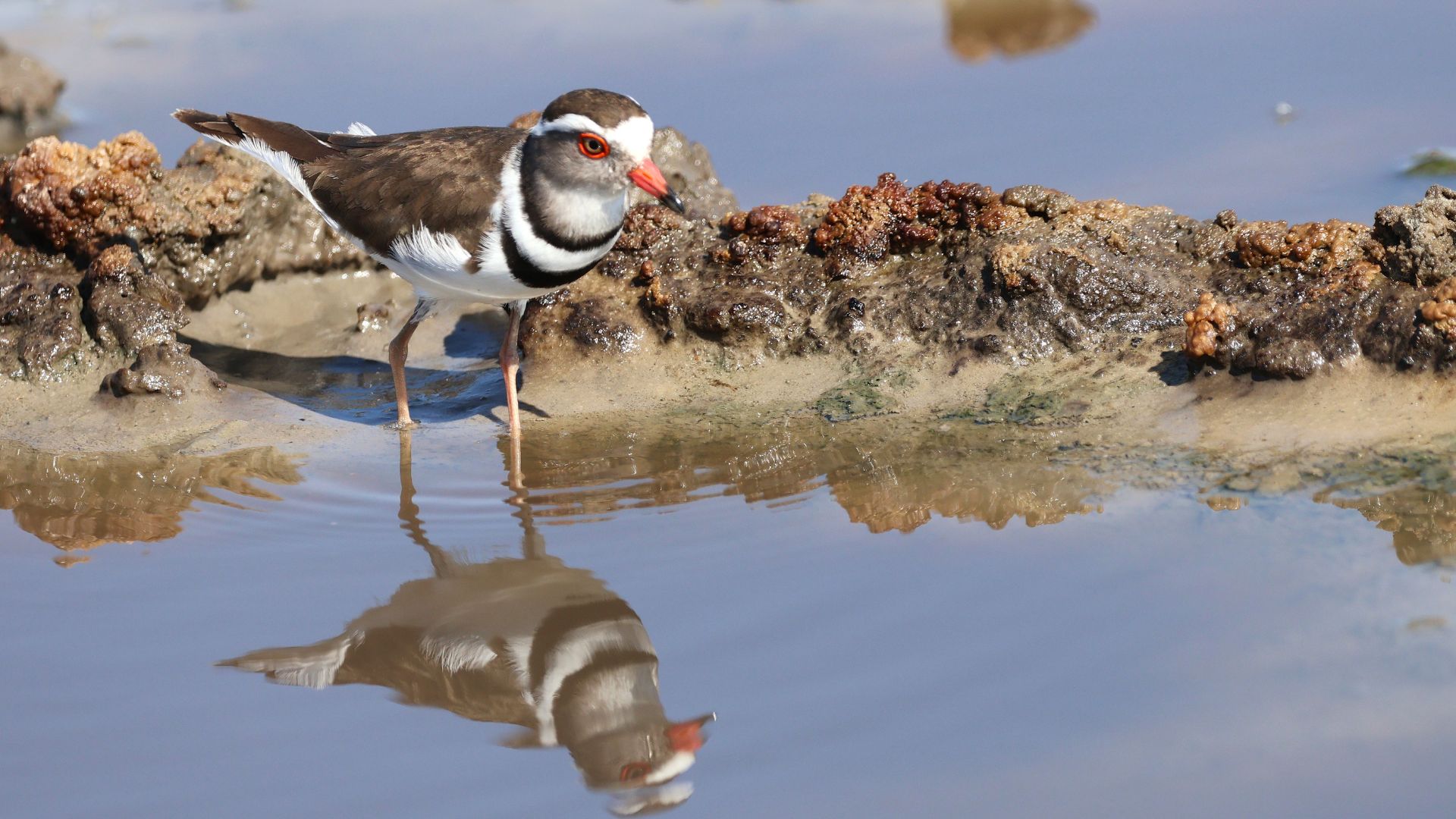 Vlakvarkfling - Three-banded ploverat waterhole