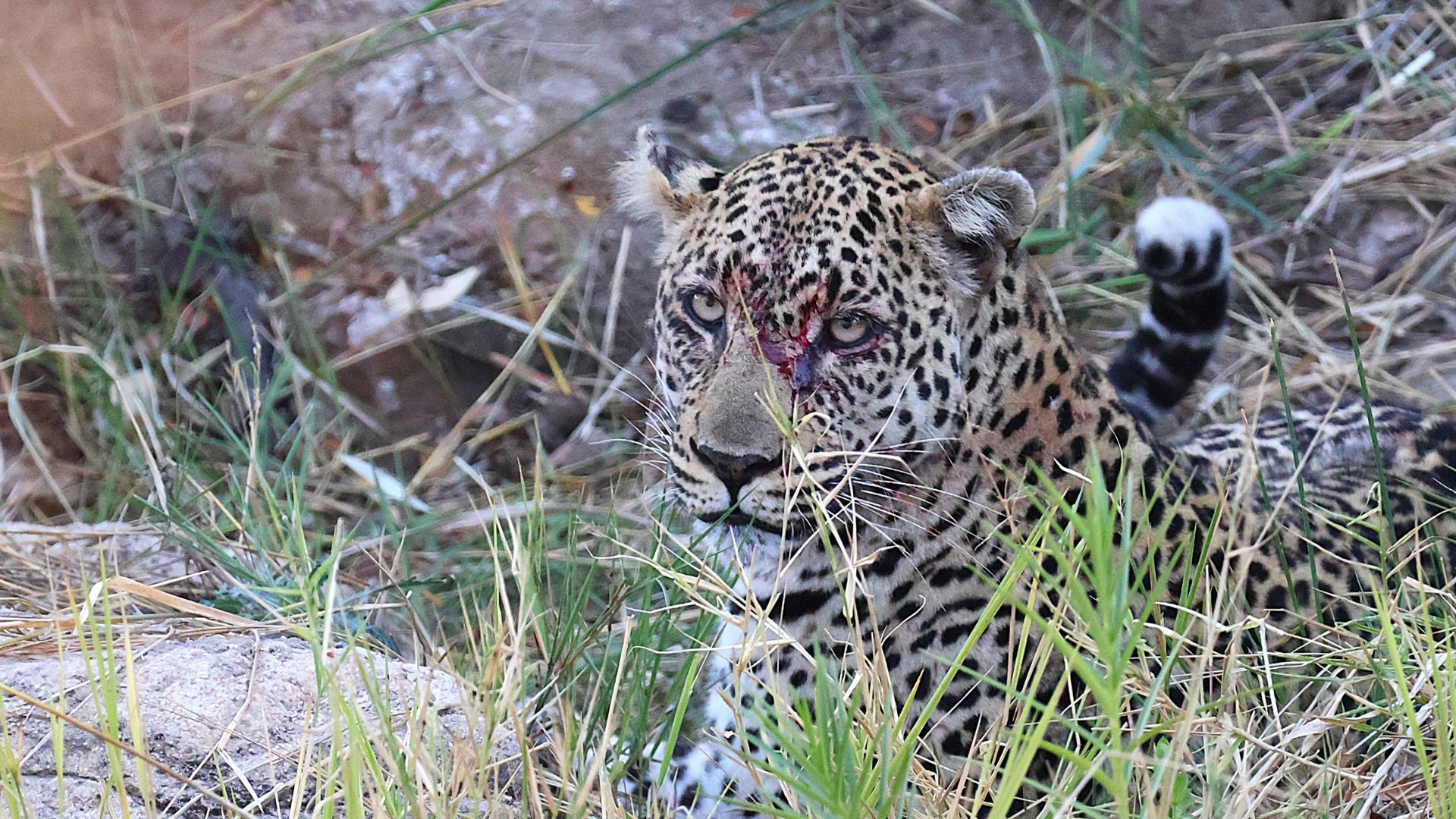 Vlakvarkfling - Injured leopard