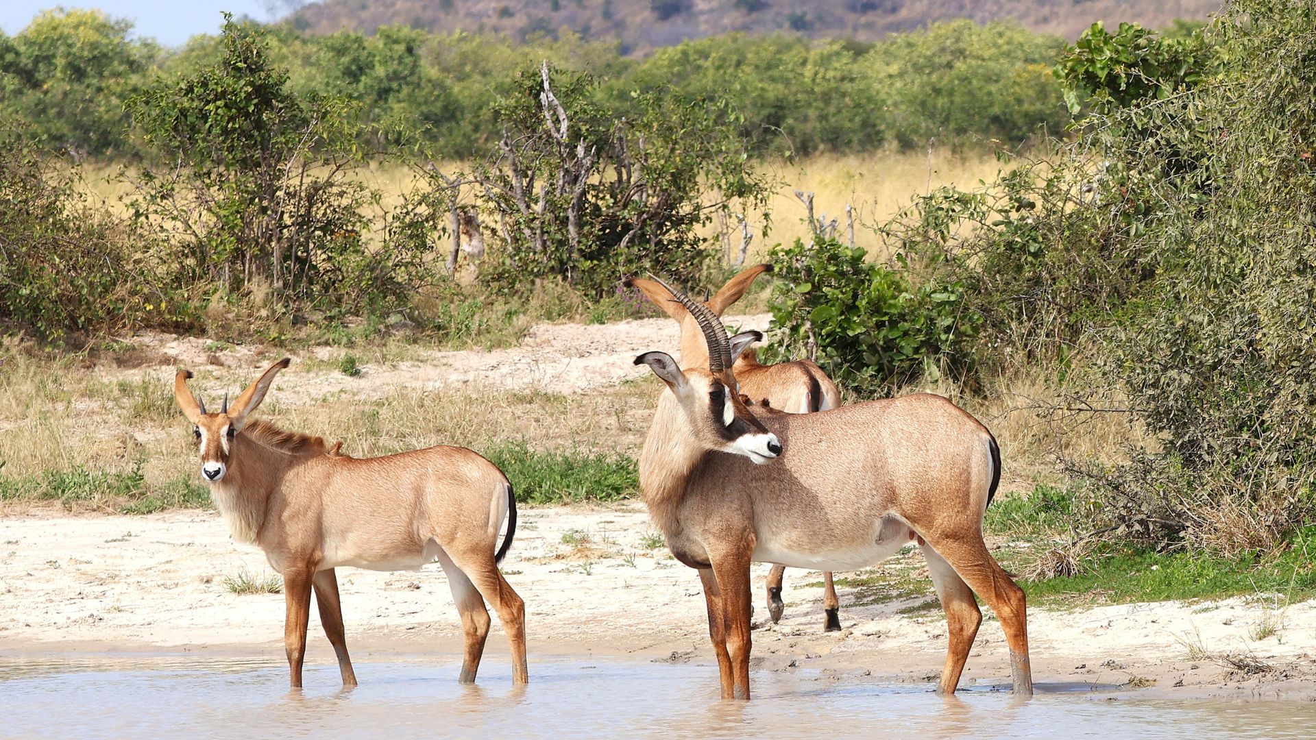 Vlakvarkfling - Roan antelope at waterhole
