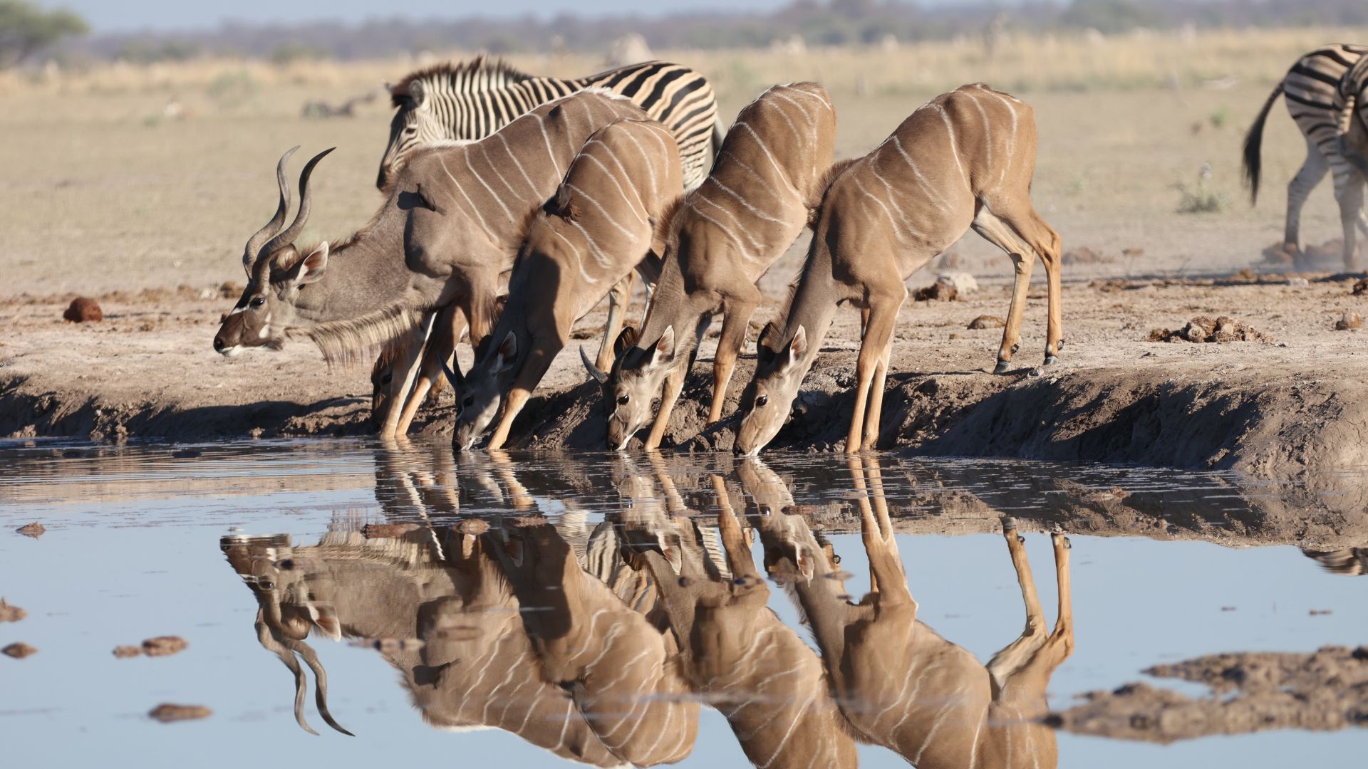 Vlakvarkfling - Kudu and Zebra at waterhole