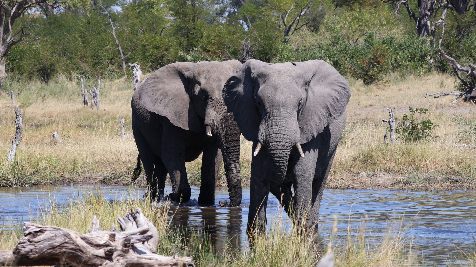 Vlakvarkfling - elephants at waterhole