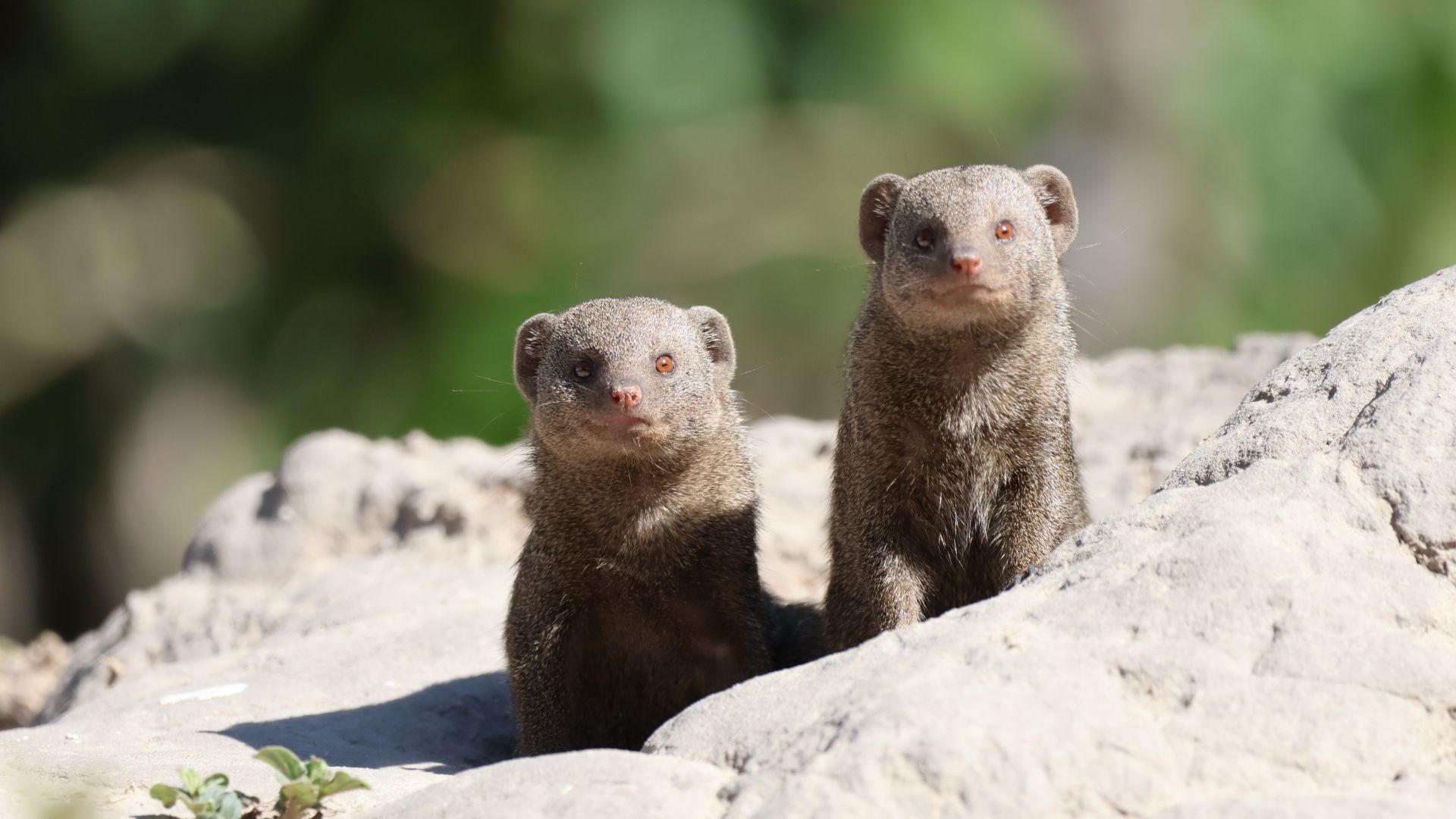 Vlakvarkfling - dwarf mongoose